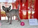 Heavenly Sphynx - Sphynx Kitten For Sale - Roselle Park, NJ, US