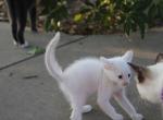 White kittens with Blue Eyes - Domestic Kitten For Sale - Emory, TX, US