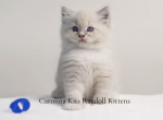 Purple from Olive's litter - Ragdoll Kitten For Sale - 