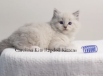 Orange from Olive's litter - Ragdoll Kitten For Sale - Elk Park, NC, US