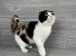 Elias Cattery Alice - Scottish Fold Kitten For Sale - Wendell, NC, US