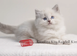 Brown from Olive's litter - Ragdoll Kitten For Sale - Elk Park, NC, US