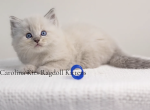 Red from Olive's litter - Ragdoll Kitten For Sale - Elk Park, NC, US