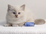 Pink from Paris's litter - Ragdoll Kitten For Sale - Elk Park, NC, US