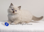 Orange from Paris's litter - Ragdoll Kitten For Sale - Elk Park, NC, US