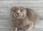 Elias Cattery Robin - Scottish Fold Kitten For Sale - Wendell, NC, US