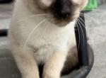 Siamese girl - Siamese Kitten For Sale - Catasauqua, PA, US