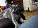 highland lynx girl polydactyl - Highlander Kitten For Sale - Absarokee, MT, US