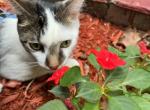 Alex - Domestic Cat For Adoption - Brooklyn, NY, US