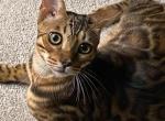 LUCA - Bengal Kitten For Adoption - Los Angeles, CA, US