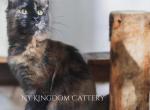 Female poly tort - Maine Coon Kitten For Sale - 