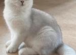 Indo - British Shorthair Kitten For Sale - 