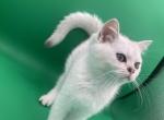 Scottish straight - Scottish Straight Kitten For Sale - 