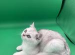 Scottish straight - Scottish Straight Kitten For Sale - Inman, SC, US