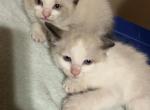 Rag doll siameses - Ragdoll Kitten For Sale - 