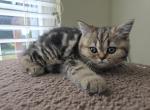 Marta - Scottish Straight Kitten For Sale - Philadelphia, PA, US