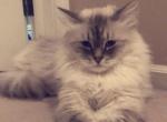 Ollie and Marbee - Siberian Cat For Adoption - Kearney, NE, US