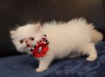 Persian Himalayan - Persian Kitten For Sale - Los Angeles, CA, US