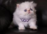 Persian  Himalayan - Persian Kitten For Sale - Los Angeles, CA, US