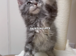 Mika - Maine Coon Kitten For Sale - San Jose, CA, US