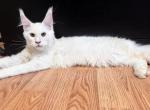 Pure Shaded Boy of high quality - Maine Coon Kitten For Sale - FL, US