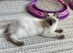 Balinese female - Balinese Kitten For Sale - PA, US