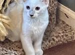 Liliac  Balinese Reduced - Balinese Kitten For Sale - 