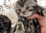 Taya - Scottish Fold Kitten For Sale - Rocklin, CA, US