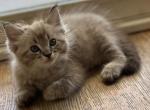 Male mink lynx - Ragdoll Kitten For Sale - San Diego, CA, US