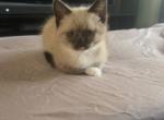 Himalayan Kittens - Himalayan Kitten For Sale - Chicago, IL, US