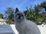 Female Ragamese kitten - Siamese Kitten For Sale - 