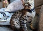 F3 miss pink - Savannah Kitten For Sale - Lakeland, FL, US