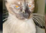 Siyahmese - Siamese Cat For Sale - 