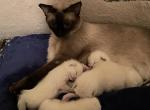 Siamese - Siamese Kitten For Sale - PA, US