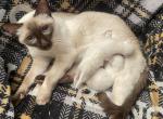 Balinese kittens - Siamese Kitten For Sale - 