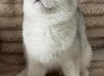 Abby - British Shorthair Kitten For Sale - 