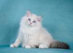 Cupid - Siberian Kitten For Sale - Norwalk, CT, US