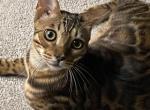 6 month old bengal boy - Bengal Kitten For Sale - Lancaster, CA, US