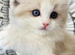 BELLA - Ragdoll Kitten For Sale - 