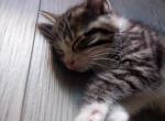 No name yet - Domestic Kitten For Adoption - 