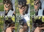 Beautiful Maine Coon Kitten CFA European - Maine Coon Kitten For Sale - Gaines, PA, US