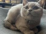 Baloo - British Shorthair Kitten For Sale - 