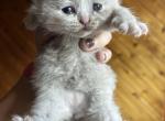 Flora - British Shorthair Kitten For Sale - 