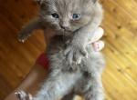 Fauna - British Shorthair Kitten For Sale - 