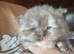 Merriweather - British Shorthair Kitten For Sale - Hershey, PA, US