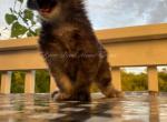 Beetlejuice - Maine Coon Kitten For Sale - Centertown, TN, US