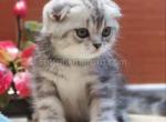 Tiger silver butterfly marble tabby baby boy - Scottish Fold Kitten For Sale - Dallas, TX, US