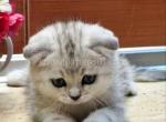 Tihon silver classic tabby marble scottish fold - Scottish Fold Kitten For Sale - Dallas, TX, US