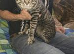 Cleo - American Shorthair Cat For Sale - 