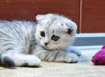 Teddy silver leopard scottish fold spotted tabby - Scottish Fold Kitten For Sale - Dallas, TX, US